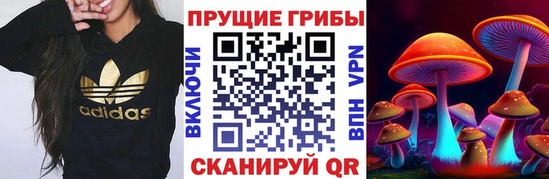 Купить  Кинешма  Псилоцибиновые грибы Psilocybine cubensis 